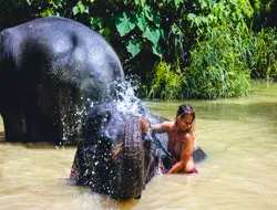 Half-Day Guided Tour of Ao Nang Elephant Sanctuary with Hotel Transfers